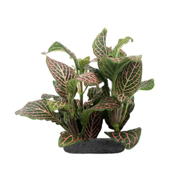 Planta terariu WIO Nerve Plant Pink Angle Fittonia