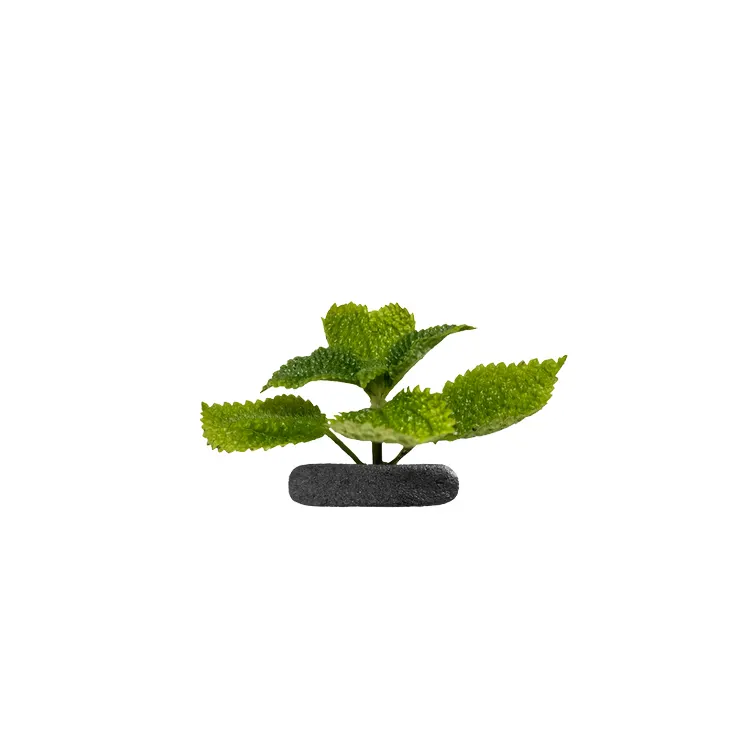 Planta terariu WIO "Moon Valley Tropical"