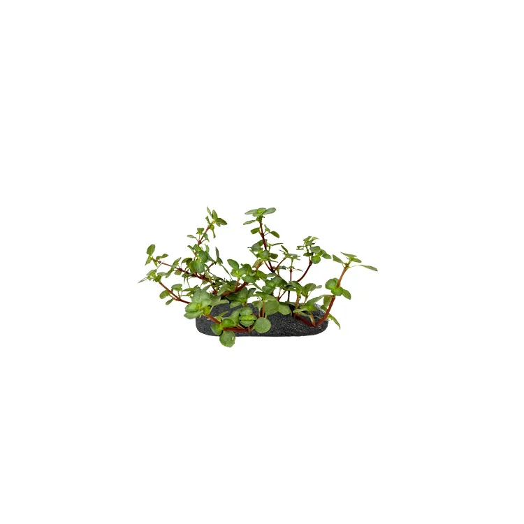 Planta terariu WIO "Silver Sparkle Groundcover"