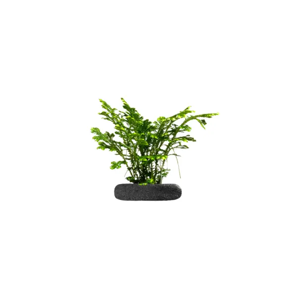 Planta terariu WIO "Variegated Spikemoss Spring"