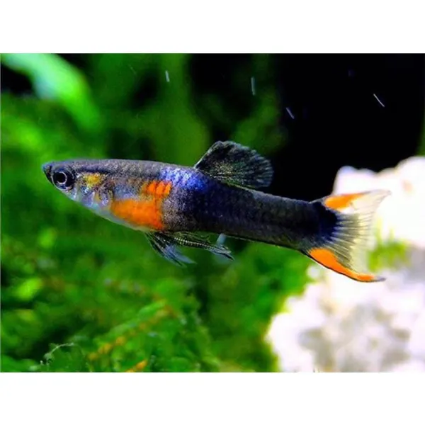 Poecilia endler black fire
