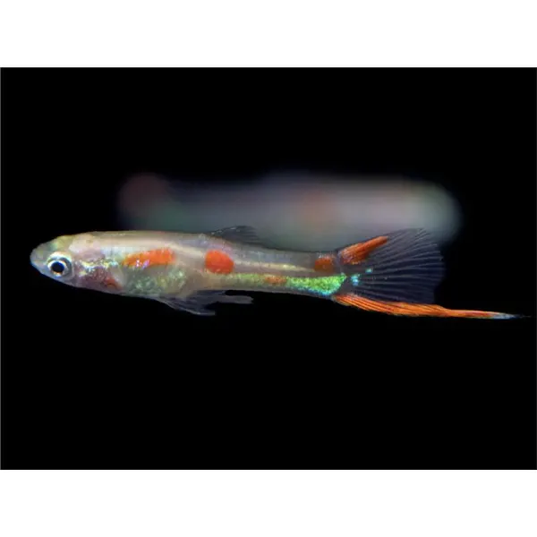 Poecilia endler golden mascul