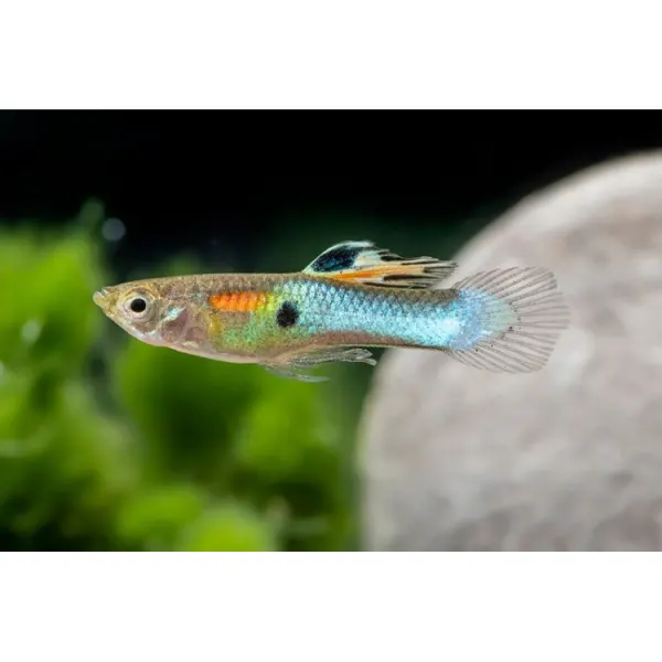Poecilia endler neon (Poecilia wingei)
