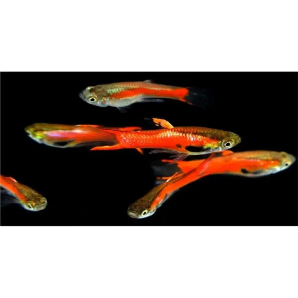 Poecilia endler red