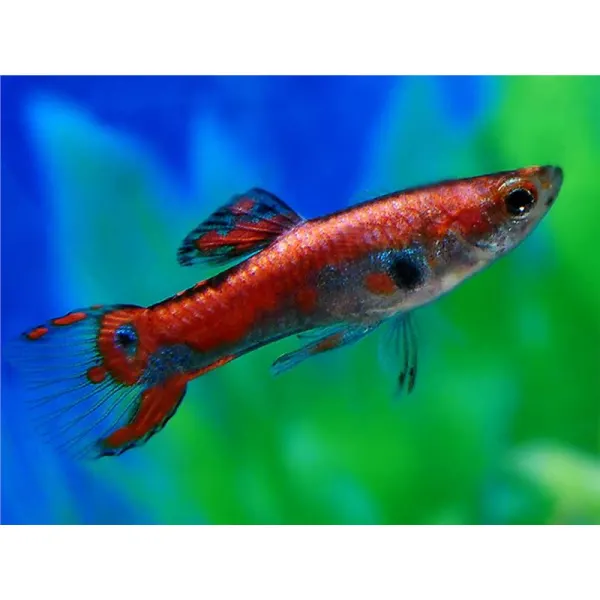 Poecilia endler red rainbow
