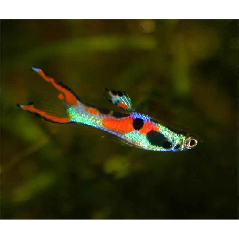 Poecilia endler supercolor Mascul