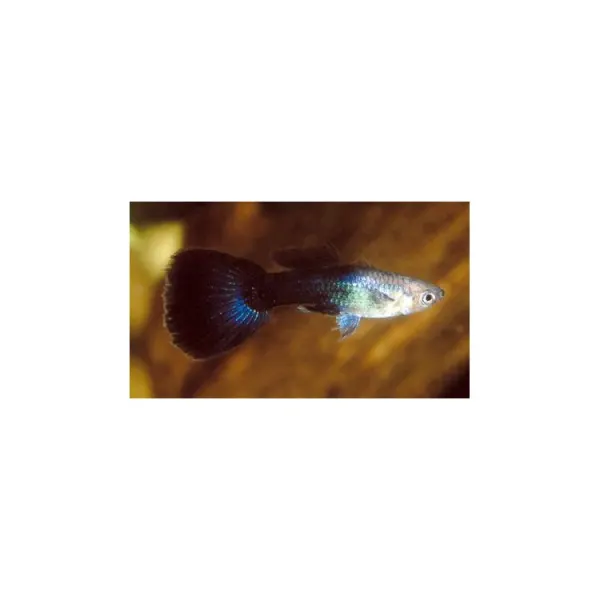 Poecilia ret. moscow black mascul