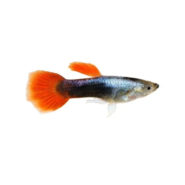Poecilia ret. red tuxedo tricolor