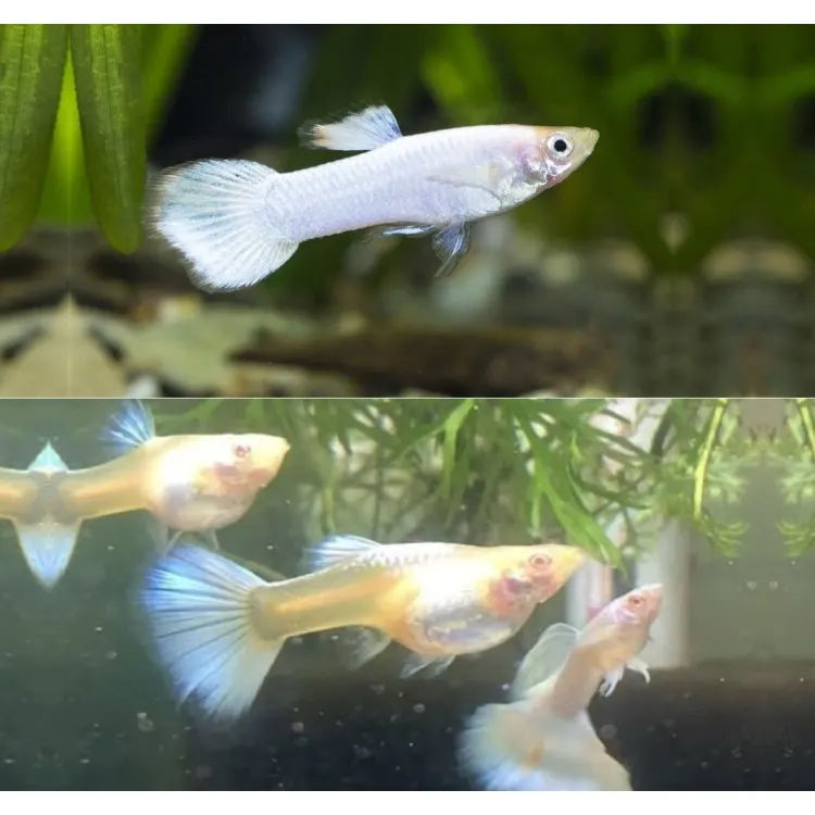 Poecilia ret. white tuxedo