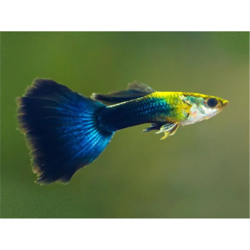 Poecilia reticulata 'Blue Diamond' Mascul