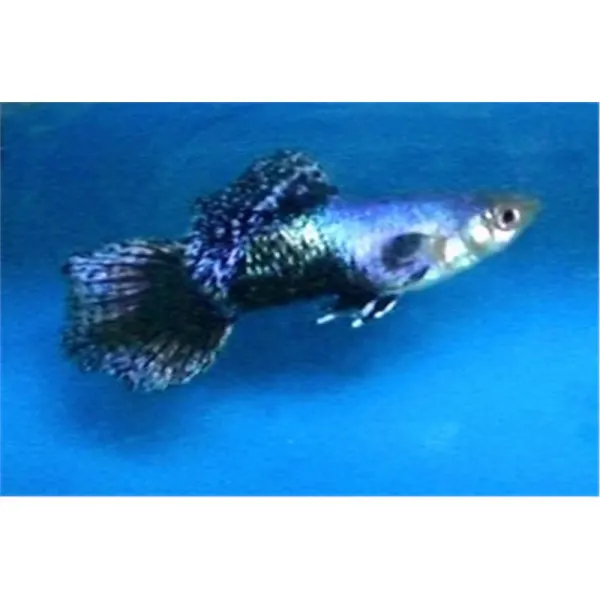 Poecilia reticulata 'Blue Jeans'