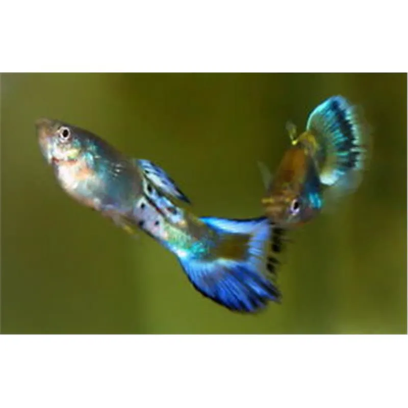 Poecilia reticulata 'Blue Sapphire'