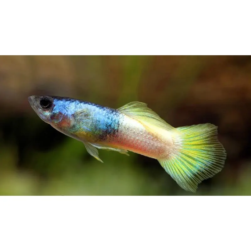 Poecilia reticulata 'Bumble Bee' Mascul