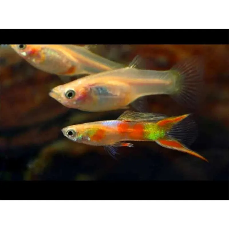 Poecilia reticulata 'Calico Double Sword' Mascul
