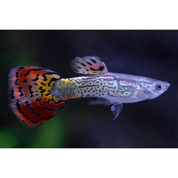 Poecilia reticulata 'Cobra Multicolor Elephant Ears'