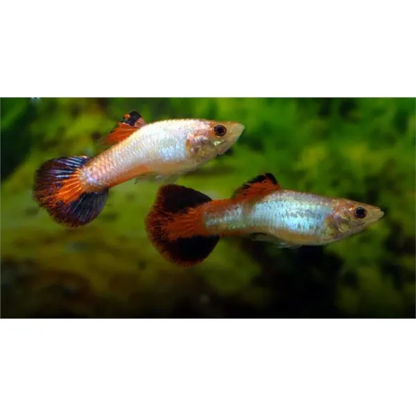 Poecilia reticulata 'Coral Tail'