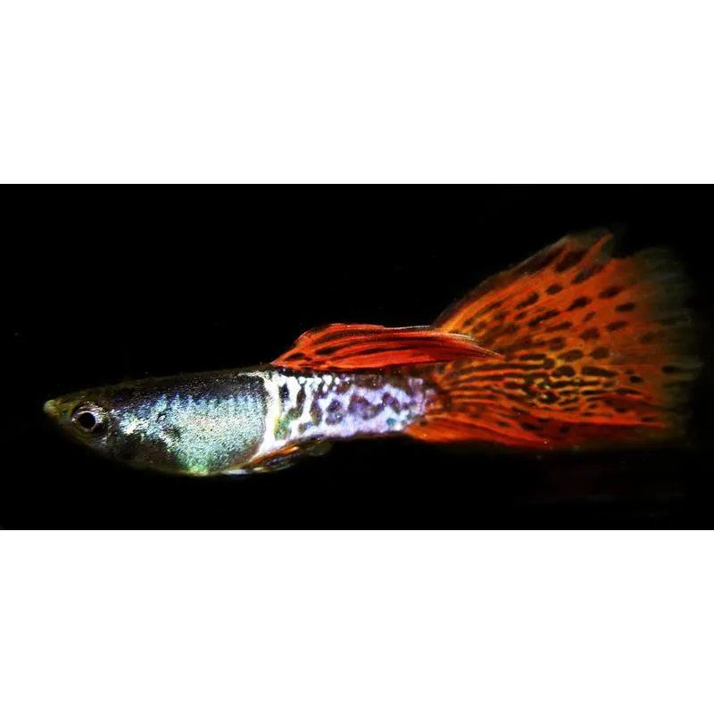 Poecilia reticulata 'Dark Red Cobra' Mascul