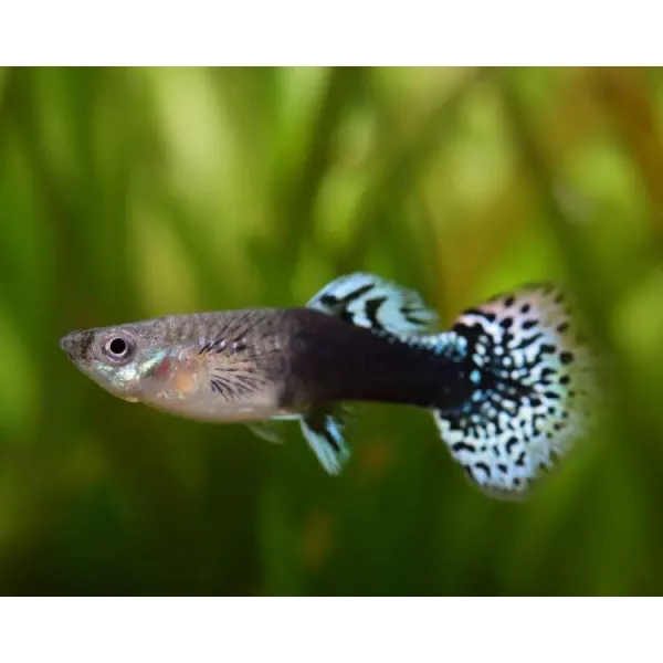 Poecilia reticulata 'Dragon Black' Mascul