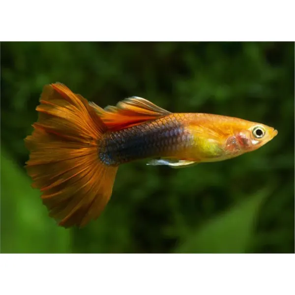 Poecilia reticulata 'Golden Tuxedo Red Tail'