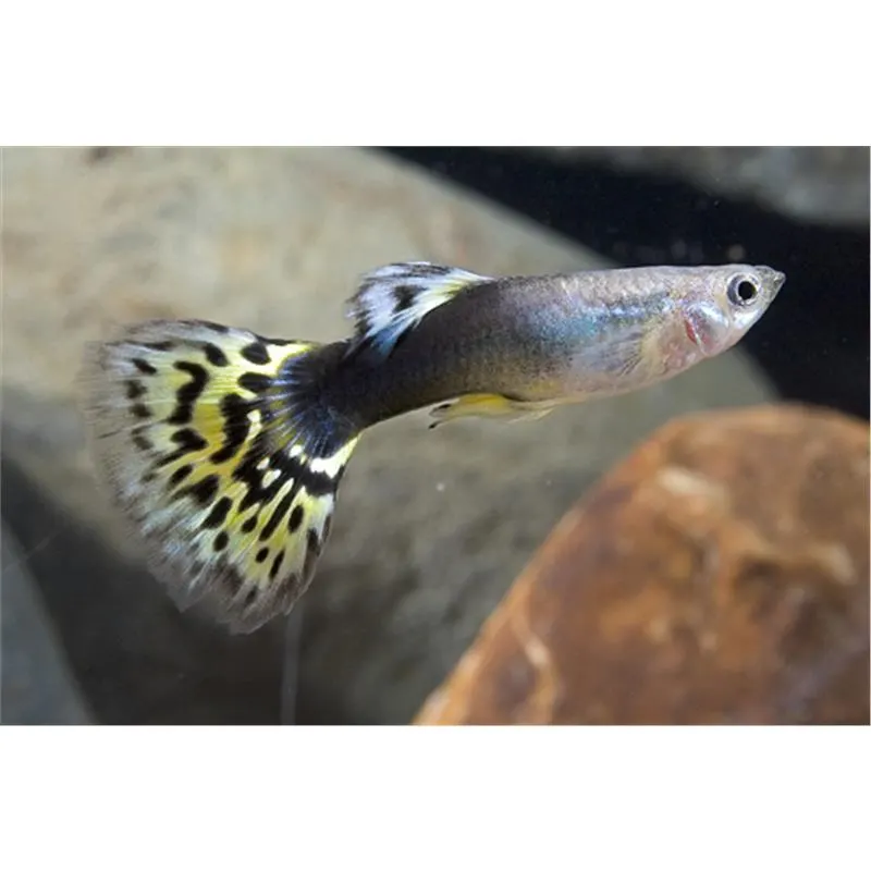 Poecilia reticulata 'Half Black Yellow Delta' Mascul