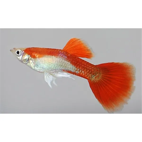 Poecilia reticulata 'Red Blond'