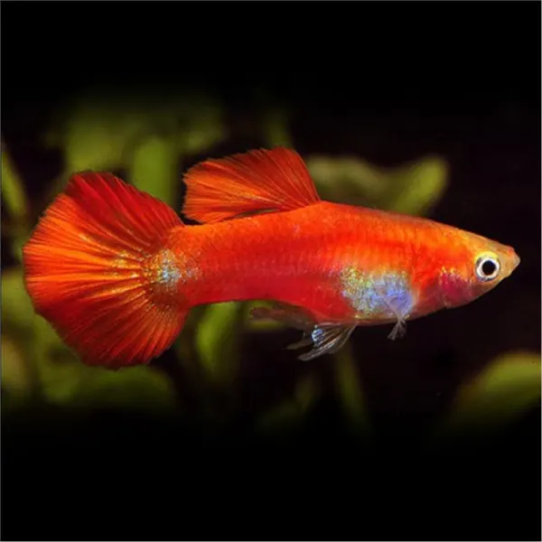Poecilia reticulata 'Red Delta Neon' Mascul