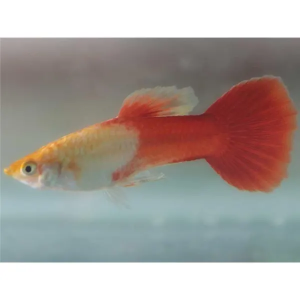 Poecilia reticulata 'Red Sapphire'