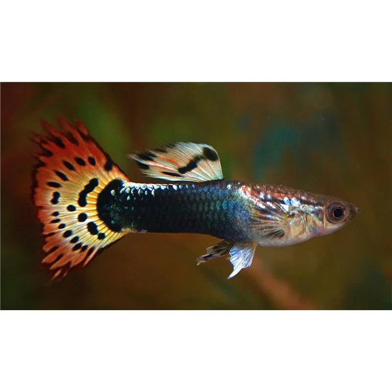 Poecilia reticulata 'Tiger'