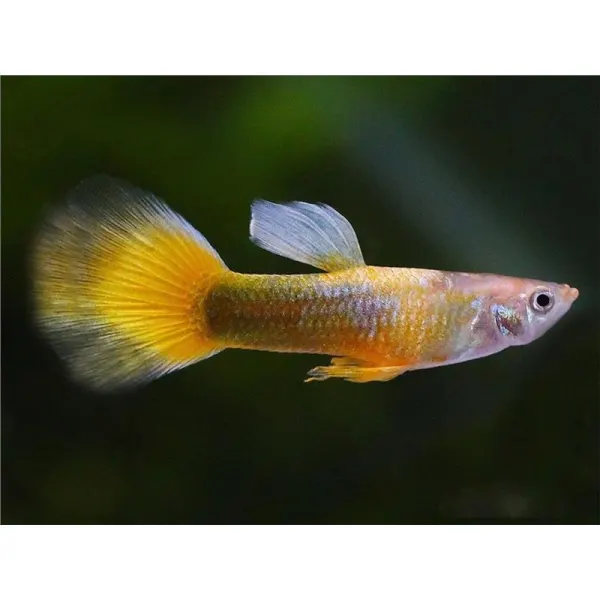 Poecilia reticulata 'Tuxedo Gold'