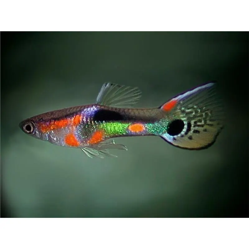 Poecilia wingei 'Campoma no. 25 Multicolor'