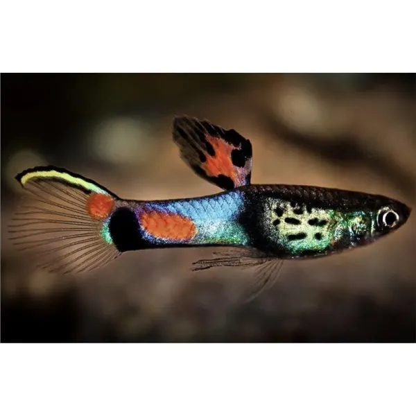 Poecilia wingei 'Campoma no.31 Blue Snake'