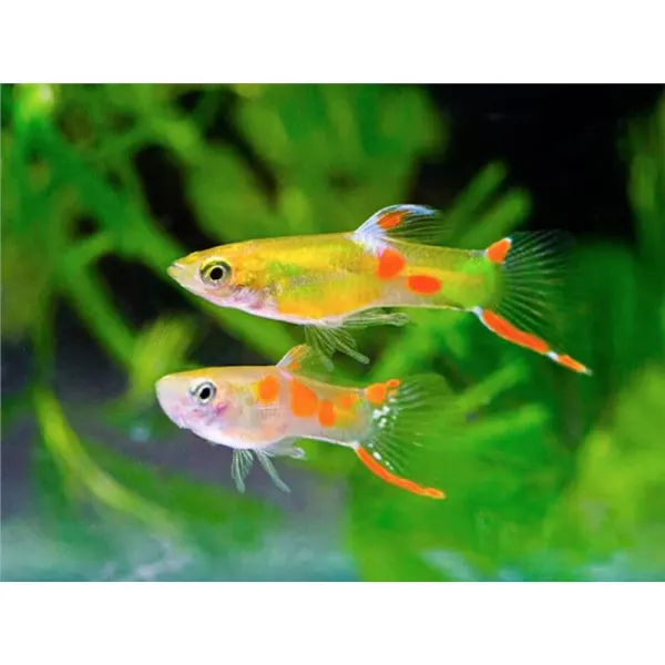 Poecilia wingei 'Endler Gold Yellow'