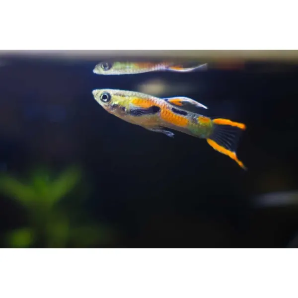 Poecilia wingei 'Endler Green Snake'