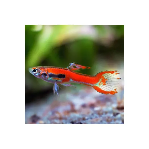 Poecilia wingei 'Endler Red'