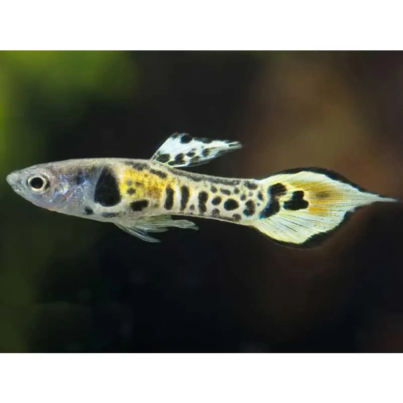 Poecilia wingei 'Endler Tiger'