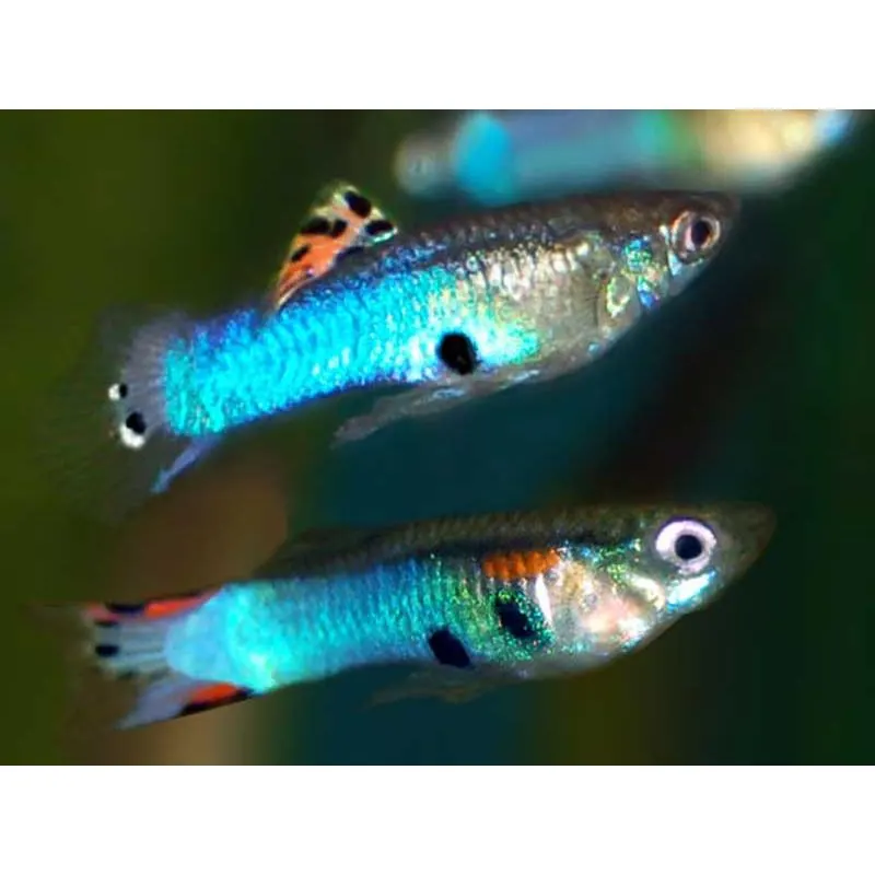 Poecilia wingei 'Japan Blue'