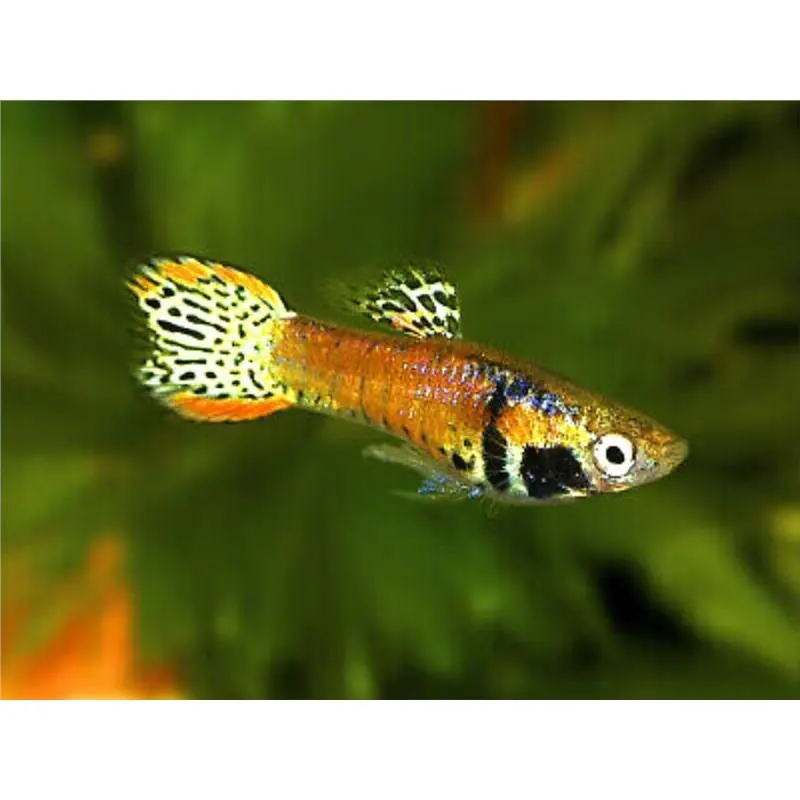 Poecilia wingei 'Red Gold Tiger'
