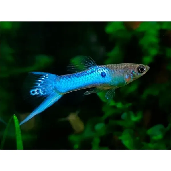 Poecilia wingei japan blue sword
