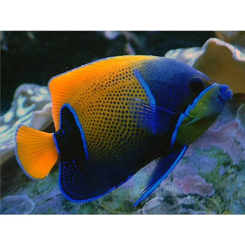 Pomacanthus navarchus