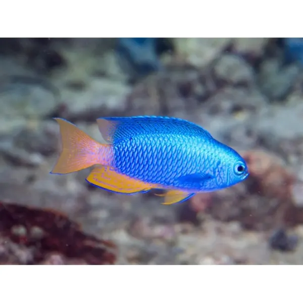 Pomacentrus auriventris 'Goldbelly damsel'