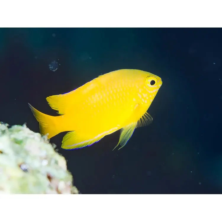 Pomacentrus moluccensis Lemon damsel