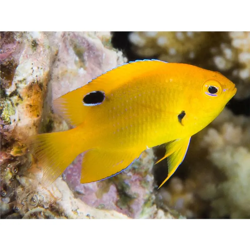 Pomacentrus sulfureus