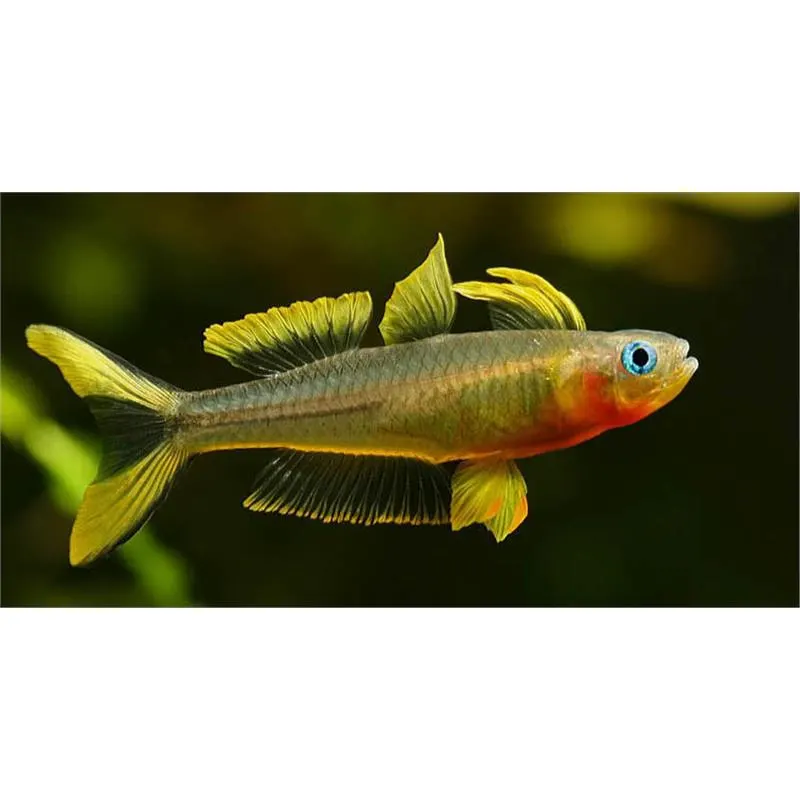Popondetta furcata