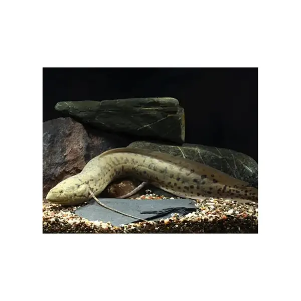 Protopterus annectens &ndash; lungfish african