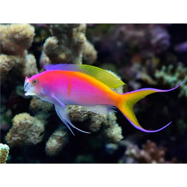 Pseudanthias bartlettorum Bartlett's anthias