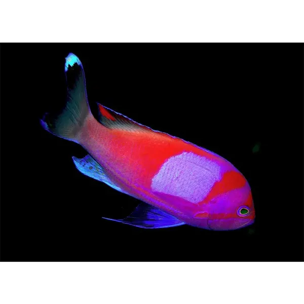 Pseudanthias pleurotaenia