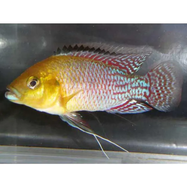 Pseudocrenilabrus nicolsi
