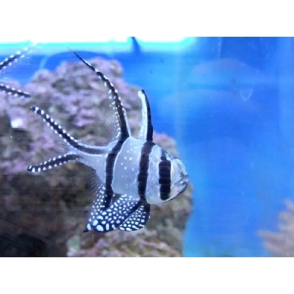 Pterapogon kauderni
