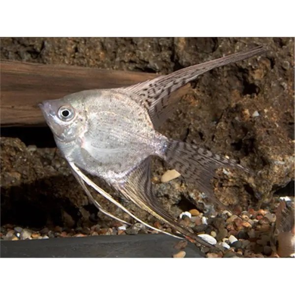 Pterophyllum scal.california l.f.