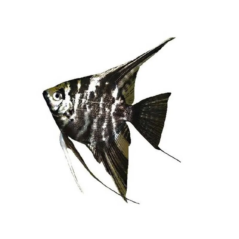 Pterophyllum scal. dalmatin l.f.
